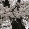 巨木の一目千本桜を愉しむ
