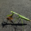 弱肉強食？〜オオカマキリとコカマキリ