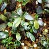 Bucephalandra sp"AW No1" from Kalimantan barat【AZ0420-5】