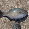 釣果【カゴ釣り】〜2019/11/6〜