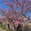 河津桜見頃、ウクレレ置き場