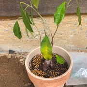 観葉植物 セコマイラーのゆるっと生活 観葉植物 セコマイラーのゆるっと生活