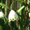 (327) Leucojum aestivum