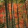  Bamboo Forest Arashiyama Park Kyoto Japan