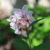 白くなった花空木と、トマトの花と