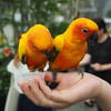 鳥が苦手でも楽しめた！花と鳥とのふれあいテーマパーク「掛川花鳥園」