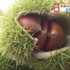 山鹿市 特産のくりの収穫始まる