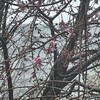 浜町公園南側の桜は開花していました！