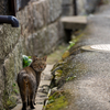 周南諸島のねこさん