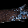 駿河湾で新種の深海魚発見、サイズは1メートル超！