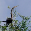 ベリーズ　クルックドツリー野生保護区の ANHINGA（アンヒンガ）