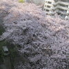 桜の花吹雪が舞った