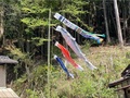 屋根よりはちょっと低い鯉のぼり