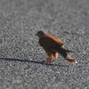 ヒメチョウゲンボウ(Lesser Kestrel)