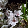 にわか夜桜見物