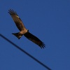 ニシトビ(Black Kite)