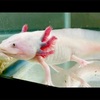 ウーパールーパーの飼い方 How to breed axolotl