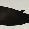 シルエットシールブックスイング　海の生き物