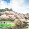 リーフでお出かけ！秋にお花見？ 小原四季桜【東海ドライブ】