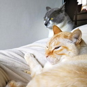 家猫物語