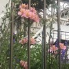 Alstroemeria