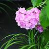 名瀬の紫陽花