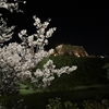 お城まつりで夜桜お花見！！