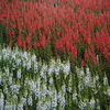 5月26日誕生日の花と花言葉歌句