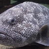 ヤイトハタ / Malabar grouper