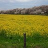 幸手のさくら祭りに行ってきた。