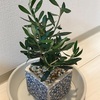 【49】植物を育てましょう　オリーブ