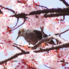 スナップ／新宿御苑／鳥編