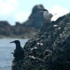 クロアジサシを確認　加計呂麻島で繁殖調査