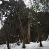 2018年2月10日(土)　花背・山村都市交流の森で、台杉をみるスノーシュー山行！