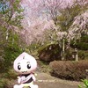 【桑折お散歩録】半田山の花情報