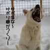 サボリだ