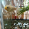 金魚部屋のフナ 腸スッキリ