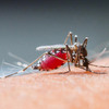 フロリダ州、サンシャイン・ステートで蚊が出現したためマラリア警報を発令