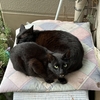 今朝の黒猫ダブル