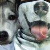 多頭飼い？？