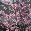河津桜