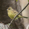 陸続きの島へ鳥を見に行った日記（２０２４　０３０３）その１。
