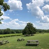 Arrington Vineyards again 