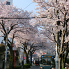 大泉学園桜並木通り