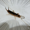 新築なのに虫が出る ハサミムシとキモムシ ゲジゲジムシ の侵入を100円で防ぐ ねこのおしごと