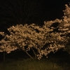 夜桜