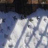 鳥と散歩道　/　雪の足跡クイズ：その弐