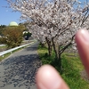 今年の桜