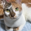 保護猫と触れ合える譲渡会11/20(日) みなみちゃん参加予定