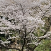町田市立芹が谷公園の多目的広場の桜